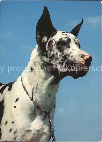 kk78678 Hunde Deutsche Dogge Harlekin Kategorie. Tiere Alte Ansichtskarten