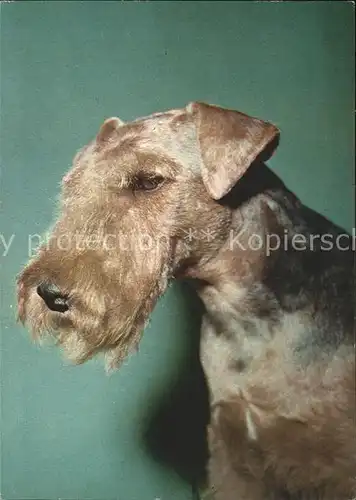 Hunde Airedale-Terrier / Tiere /