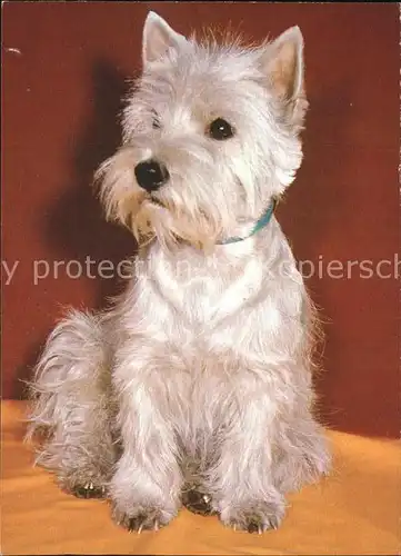 Hunde West Highland White Terrier  Kat. Tiere