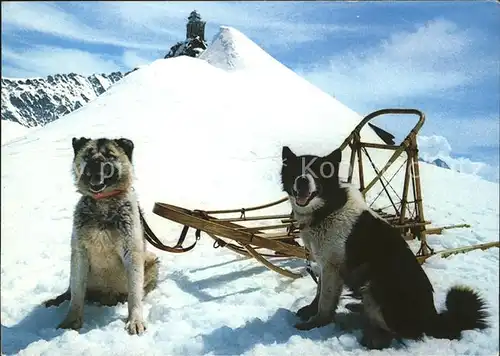 Hunde Polarhunde Jungfraujoch  Kat. Tiere