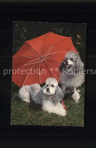 Hunde Pudel Regenschirm Kat. Tiere