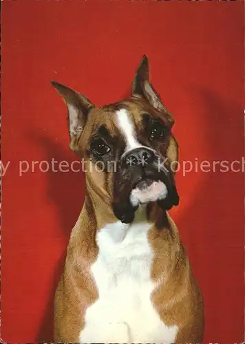 Hunde Boxer Kat. Tiere