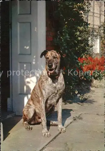Hunde  Kat. Tiere