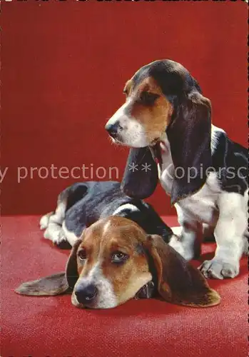 Hunde Bassets Kat. Tiere