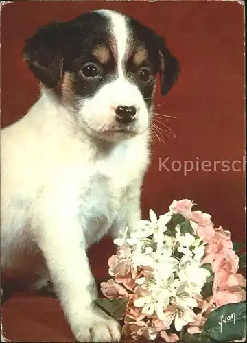 Hunde Welpe Blumen Kat. Tiere