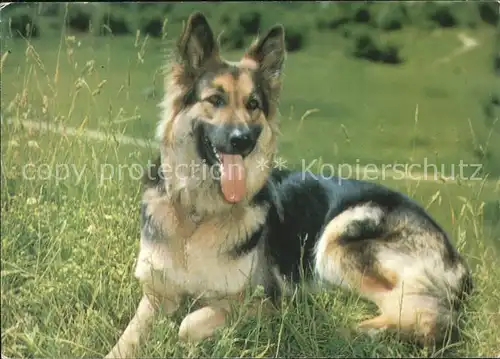 Schaeferhunde  Kat. Tiere