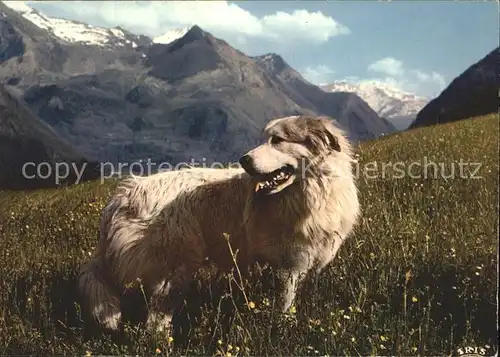 Hunde Pyrenaeenhund Kat. Tiere