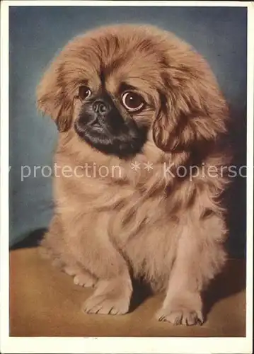 Hunde Pekinese Kat. Tiere