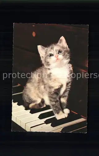 Katzen Klavier Kat. Tiere