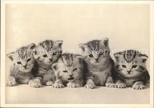 Katzen  Kat. Tiere