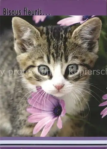 Katzen Blume Kat. Tiere