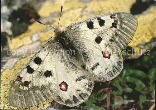 Schmetterlinge Alpenapollo Parnassius phoebus  Kat. Tiere