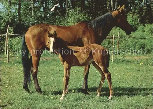 Pferde Pony Kat. Tiere