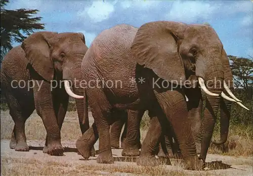 Elefant Ostafrika  Kat. Tiere