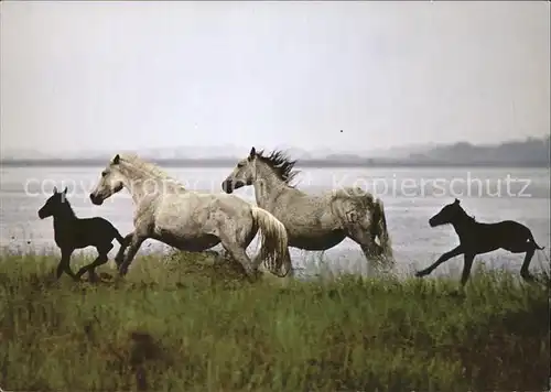 Pferde Camargue poulains horses Kat. Tiere