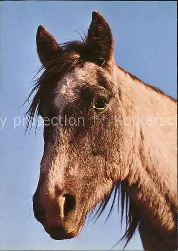 Pferde Camargue horse cheval  Kat. Tiere