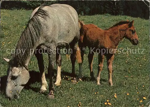 Pferde Pony chevaux des Franches Montagnes Kat. Tiere