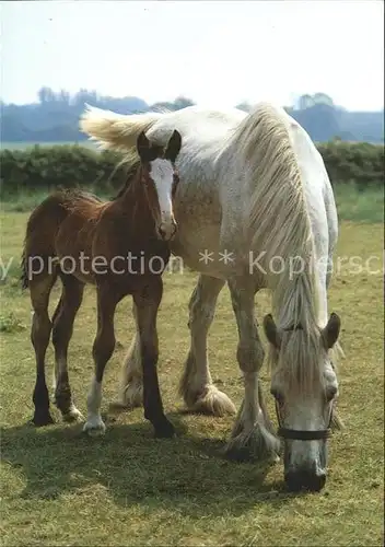 Pferde Pony  Kat. Tiere