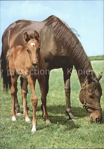 Pferde Pony  Kat. Tiere