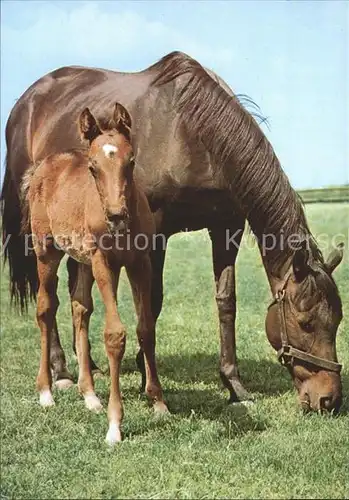 Pferde Pony Kat. Tiere