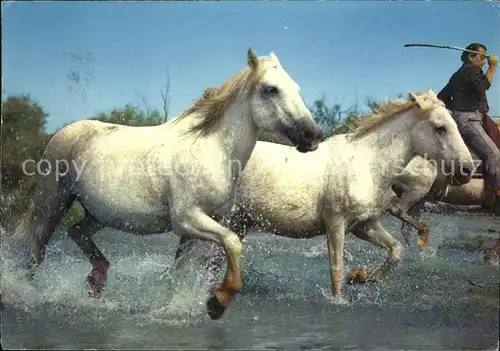 Pferde Camargue  Kat. Tiere