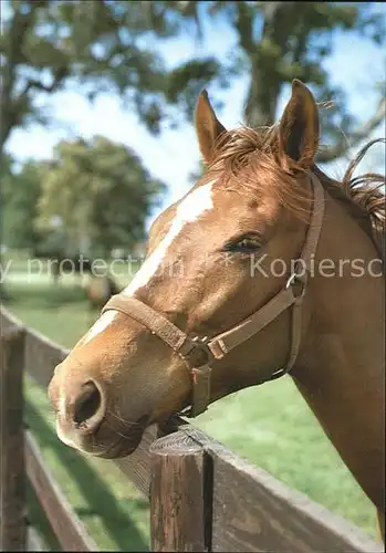 Pferde  Kat. Tiere