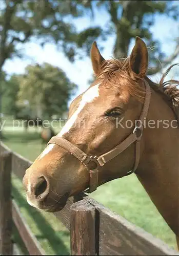 Pferde  Kat. Tiere