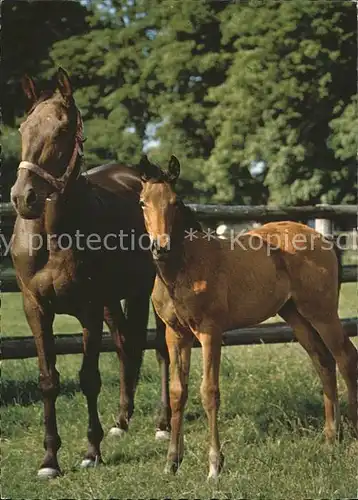 Pferde Pony  Kat. Tiere