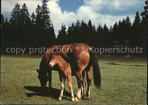 Pferde Pony Paturage du Jura  Kat. Tiere