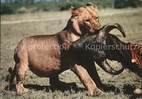 Loewe Buffalo Bueffel Afrika Kat. Tiere