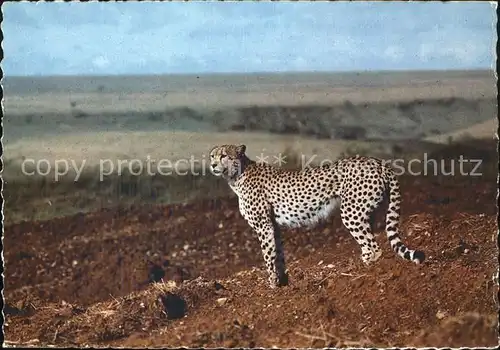 Tiere Gepard Cheetah Kat. Tiere