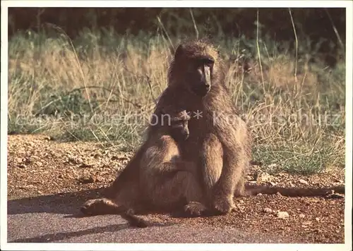 Affen Pavian Baboon Suedafrika  Kat. Tiere