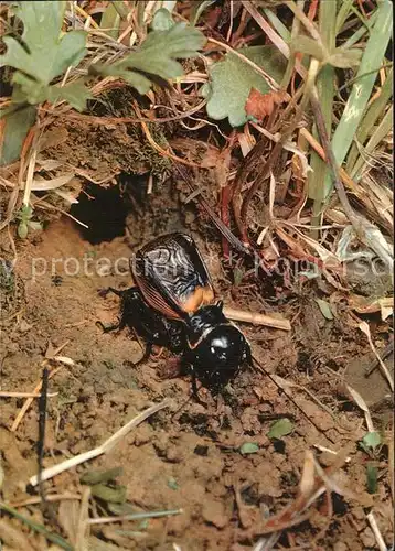 Insekten Kaefer Feldgrille  Kat. Tiere