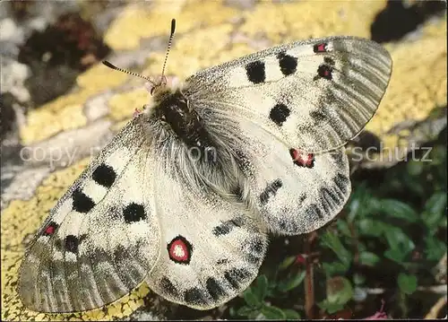 Schmetterlinge Alpenapollo Parnassius phoebus sacerdos  Kat. Tiere