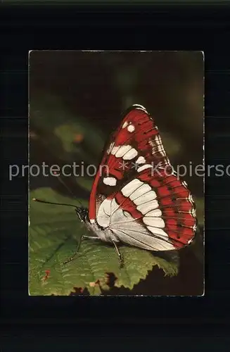 Schmetterlinge Blauschiller Limenitis anonyma Lewis  Kat. Tiere