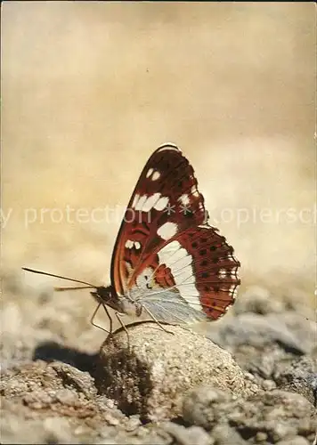 Schmetterlinge Eisvogel Limentis camilla  Kat. Tiere