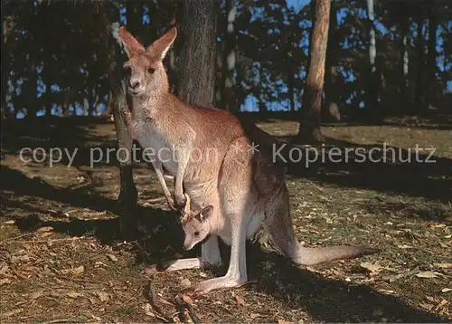 Tiere Kaenguru Red Kangaroo with Joey  Kat. Tiere