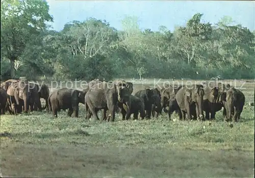 Elefant Herde Lahugalla Sri Lanka  Kat. Tiere
