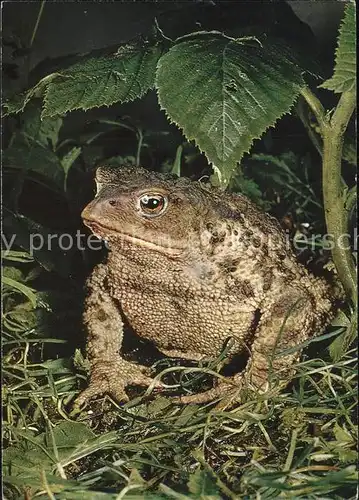 Froesche Kroete crapaud toad Kat. Tiere