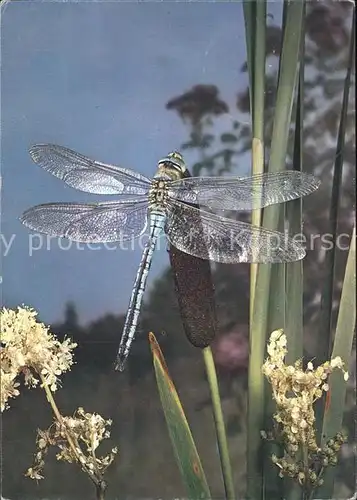 Insekten Libelle Libellula  Kat. Tiere