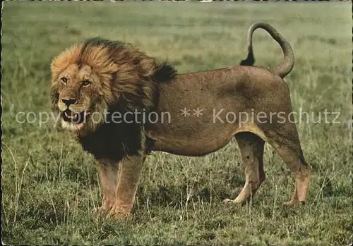 Loewe leeuw lion leone Kat. Tiere