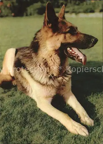 Schaeferhunde  Kat. Tiere