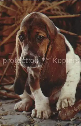 Hunde Bassett Kat. Tiere