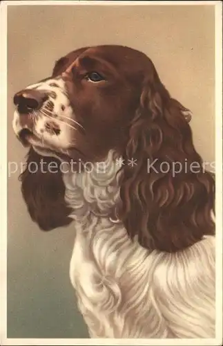 Hunde Cocker Spaniel Kat. Tiere