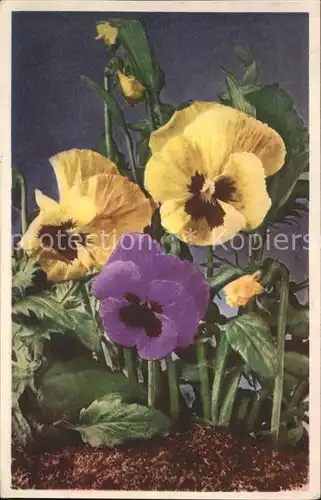 Blumen Stiefmuetterchen viola tricolor Kat. Pflanzen