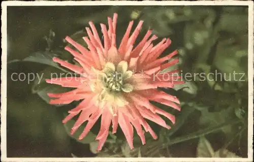Blumen Dahlia variabilis  Kat. Pflanzen
