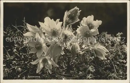 Blumen Anemonen Kat. Pflanzen