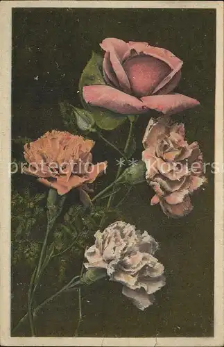Rosen Blumen  Kat. Pflanzen
