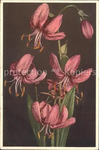 Blumen Tuerkenbund Lilium martagon Kat. Pflanzen