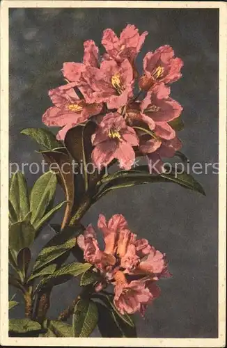 Blumen Rostblaettrige Alpenrose Rhododendron ferrugineum Kat. Pflanzen